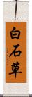白石草 Scroll