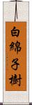 白綿子樹 Scroll