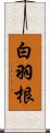 白羽根 Scroll