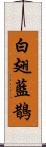 白翅藍鵲 Scroll