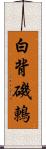 白背磯鶇 Scroll