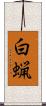 白蝋 Scroll