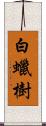 白蠟樹 Scroll