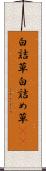白詰草 Scroll