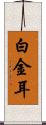 白金耳 Scroll
