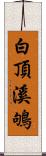 白頂溪鴝 Scroll