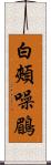 白頰噪鶥 Scroll