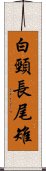 白頸長尾雉 Scroll