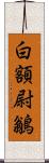 白額尉鶲 Scroll