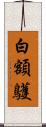 白額鸌 Scroll