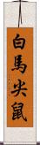 白馬尖鼠 Scroll