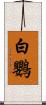 白鸚 Scroll