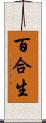 百合生 Scroll