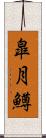 皐月鱒 Scroll