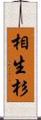 相生杉 Scroll