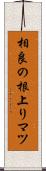 相良の根上りマツ Scroll