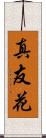 真友花 Scroll