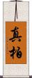 真柏 Scroll