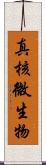 真核微生物 Scroll