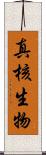 真核生物 Scroll