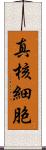 真核細胞 Scroll