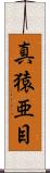 真猿亜目 Scroll