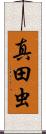 真田虫 Scroll