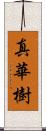 真華樹 Scroll