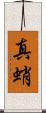 真蛸 Scroll