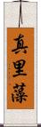 真里藻 Scroll