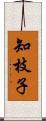 知枝子 Scroll