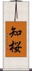 知桜 Scroll