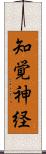 知覚神経 Scroll