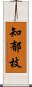 知郁枝 Scroll