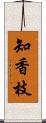 知香枝 Scroll