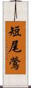 短尾鶯 Scroll