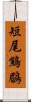 短尾鷦鶥 Scroll