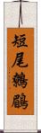 短尾鷯鶥 Scroll