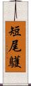 短尾鸌 Scroll