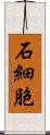 石細胞 Scroll