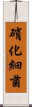 硝化細菌 Scroll