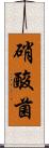 硝酸菌 Scroll