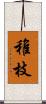 稚枝 Scroll