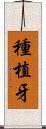 種植牙 Scroll