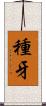 種牙 Scroll