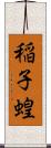 稲子 Scroll