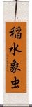 稲水象虫 Scroll