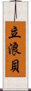 立浪貝 Scroll