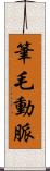 筆毛動脈 Scroll