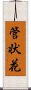 管状花 Scroll